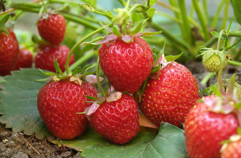 從源頭到餐桌：恒譜生專業(yè)農(nóng)藥殘留檢測(cè)，筑牢食品安全防線！